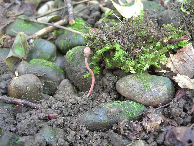 Funghi cittadini